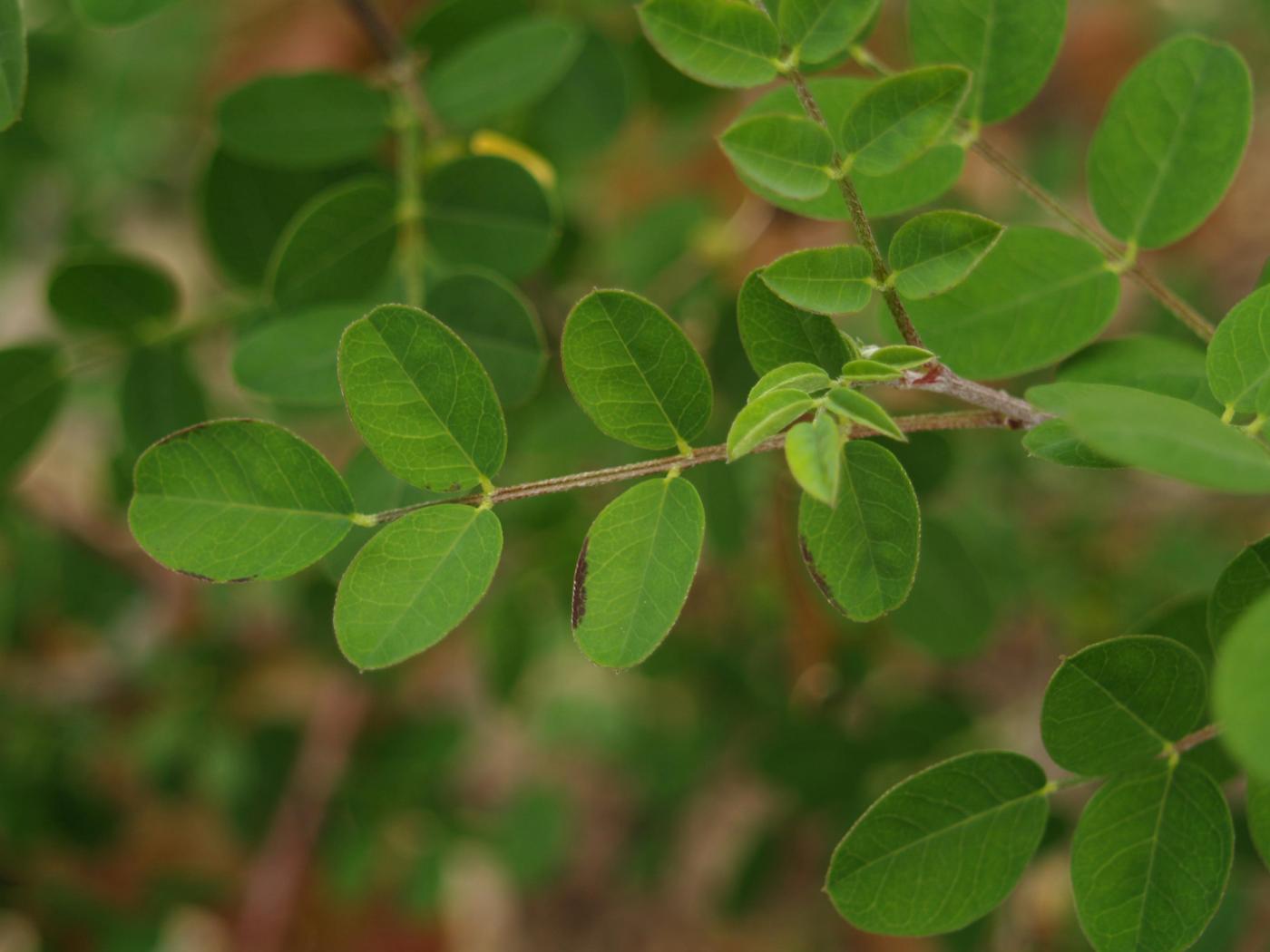 Bladder Senna leaf